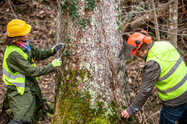 How Our Tree Care Process Works  in  Uniontown, AL