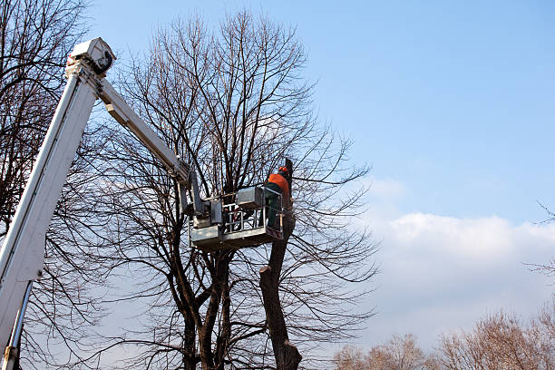 Trusted Uniontown, AL Tree Services Experts