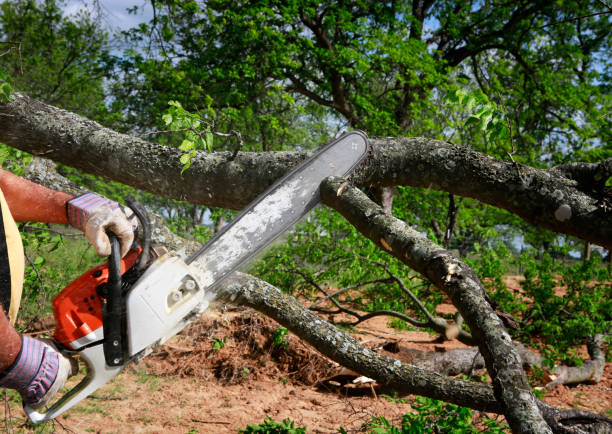 Best Tree Maintenance Programs  in Uniontown, AL